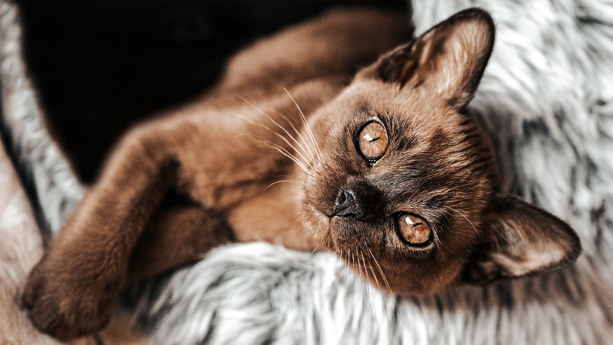 View of Burmese cat: Breed profile and information | PetsRadar