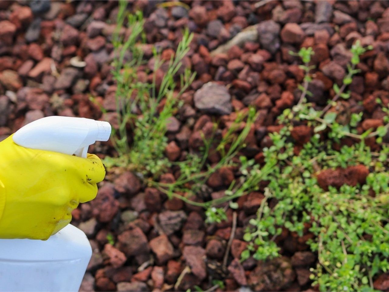 A rubber gloved hand points a spray bottle at weeds