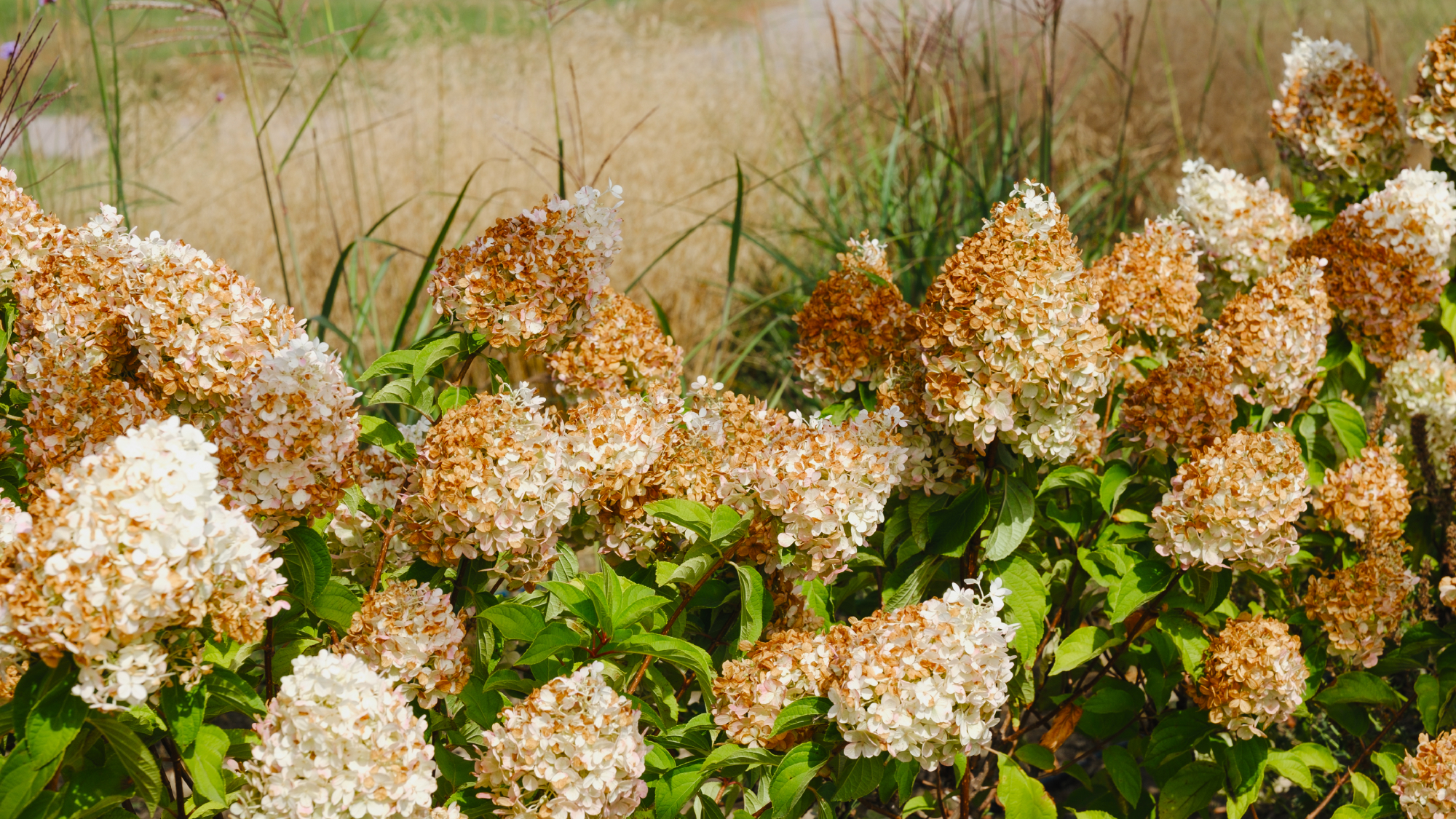 hydrangeas with brown flowers