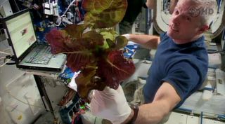 NASA astronaut Steve Swanson holds a fistful of lettuce grown on the International Space Station as part of the Veggie experiment to test space crops in orbit.