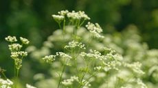 Anisum pimpinella in field