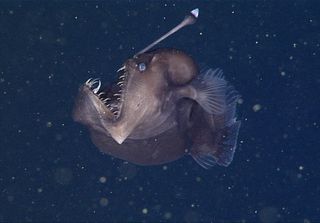 Anglerfish Teeth