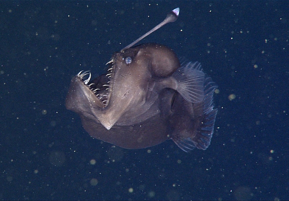 This "black seadevil" anglerfish was photographed at 1,968 feet (600 meters) below the surface in Monterey Bay, California.