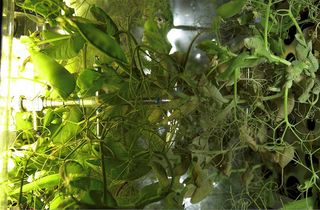 Plants grow inside the space station's experimental greenhouse named Lada.
