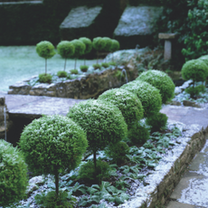 Frosted topiary standard trees in garden border