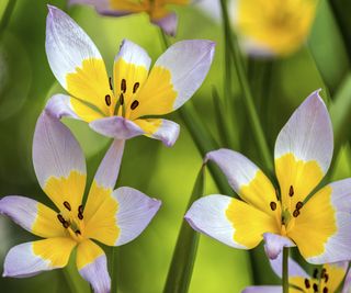 Tulipa humulis