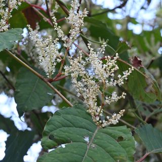 A flowering Japanese Knotweed