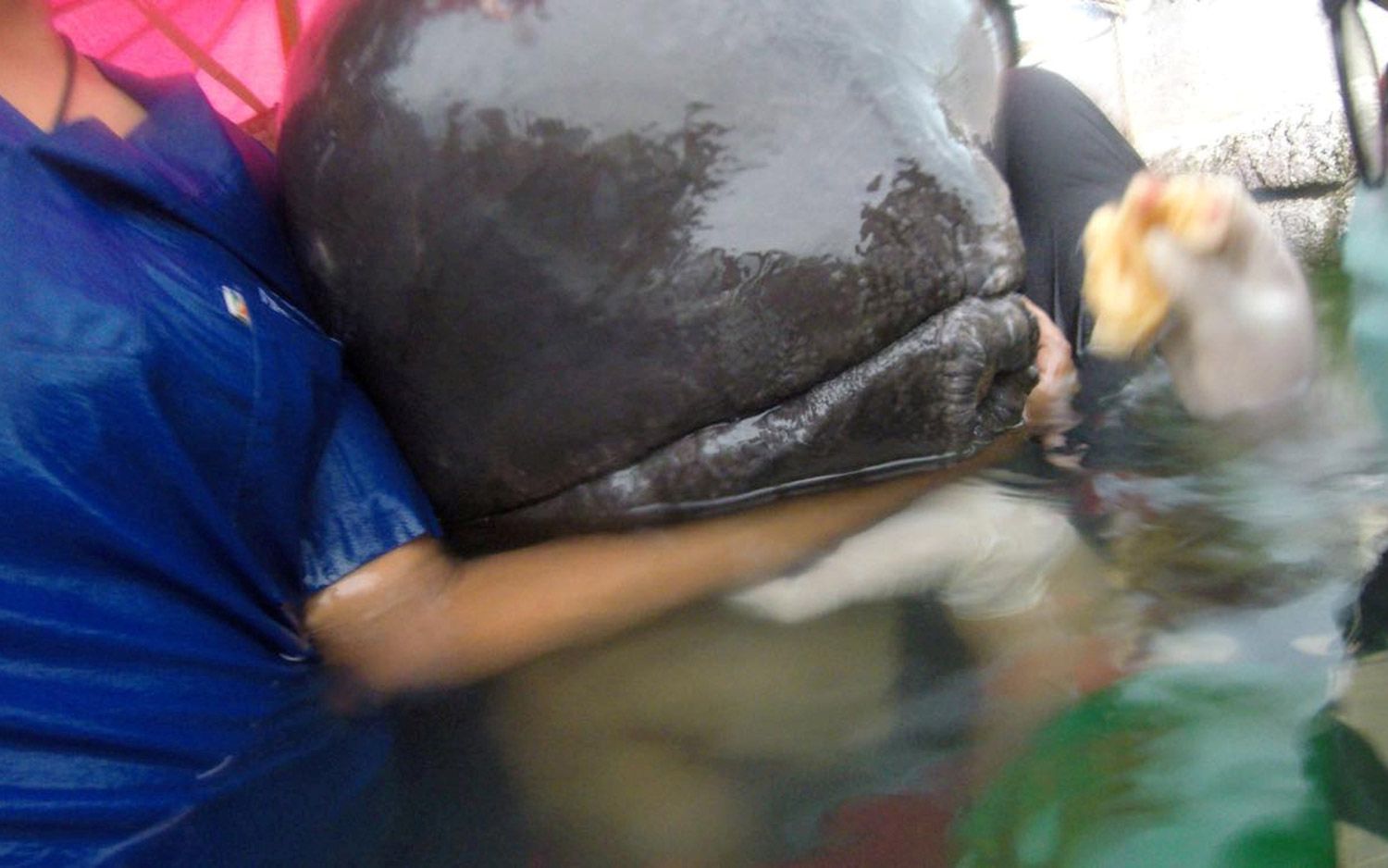 未使用品 レコード 再販 黒盤 comings WHALE LIVING 未使用品 レコード