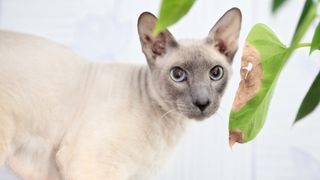 Peterbald cat