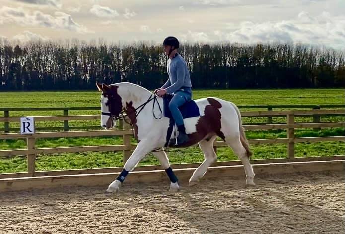 New show horses 2021 season