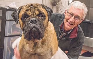 Gorgeous bull mastiff Toby, dubbed the King of Slobber, causes a rumpus this week with his epic dribbling and bad ‘table’ manners