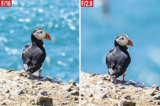 Puffin portraiture