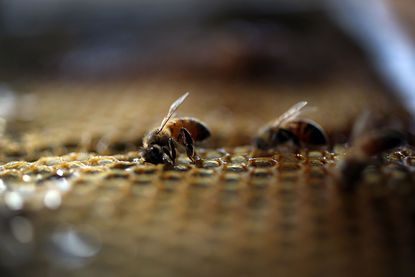 Honeybees on a honeycomb.