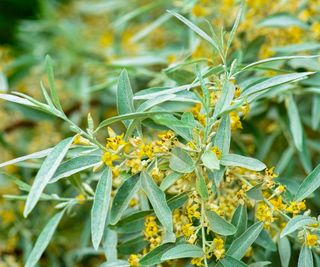 Russian Olive (Elaeagnus angustifolia)