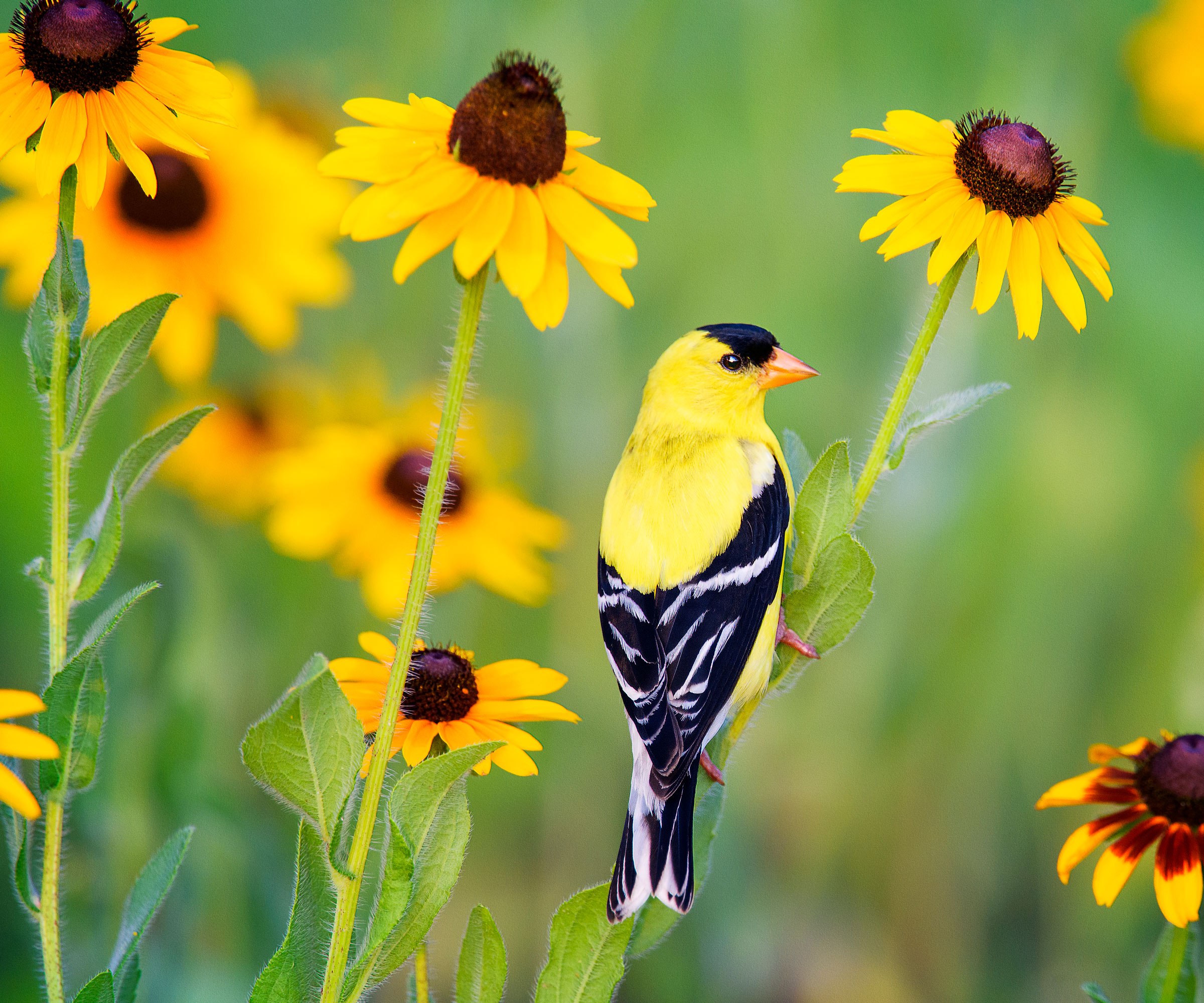 american goldfinch sitting on rudbeckia stalk surrounded by rudbeckia flowers