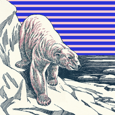 Walrus, Line art, Illustration, Organism, Marine mammal, Printmaking, Adaptation, Drawing, Art, Coloring book, 