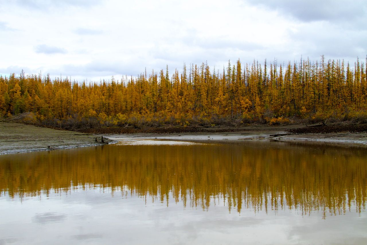 Mist rises off the Indigirka river in Siberia, not too far from where the bird was found frozen in permafrost.