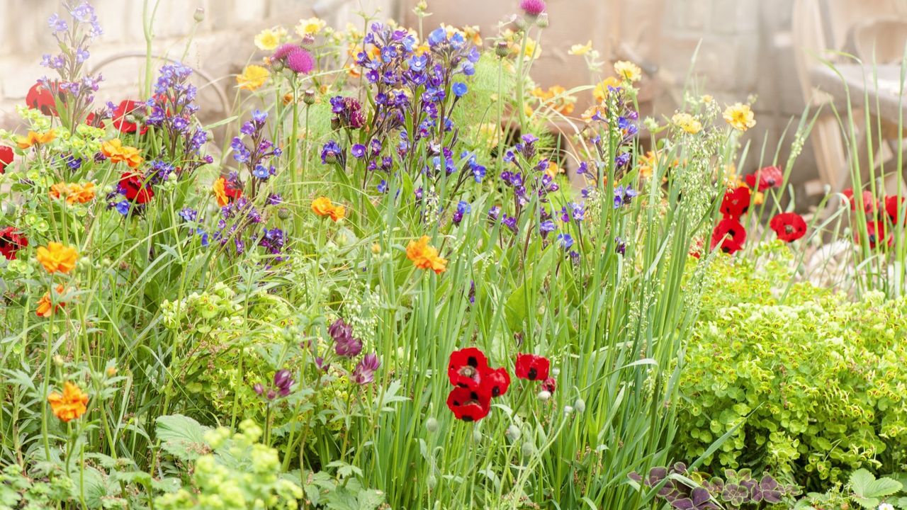 A blooming flower bed featuring poppies and astrantia