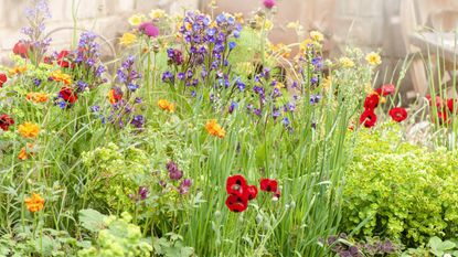 A blooming flower bed featuring poppies and astrantia