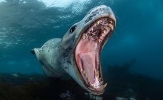 Leopard seal. Antarctica - Ocean Photographer of the Year 2024 finalist