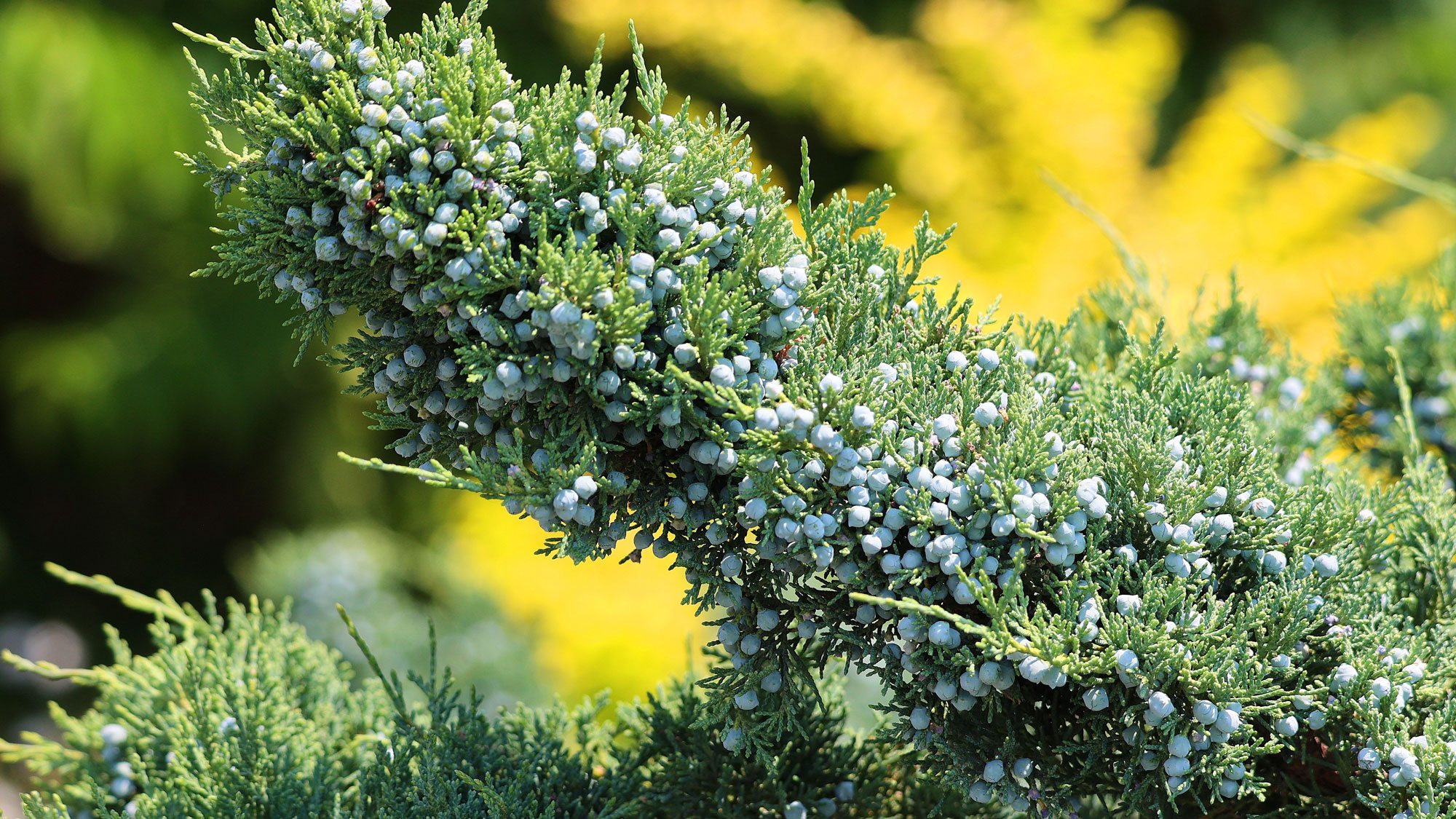 eastern red cedar growing in backyard