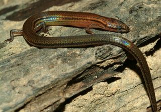 rainbow lizard, iridescent lizard, skinks, shiny lizard, new species discovery, new lizards discovered, lygosoma veunsaiensis, cambodian species