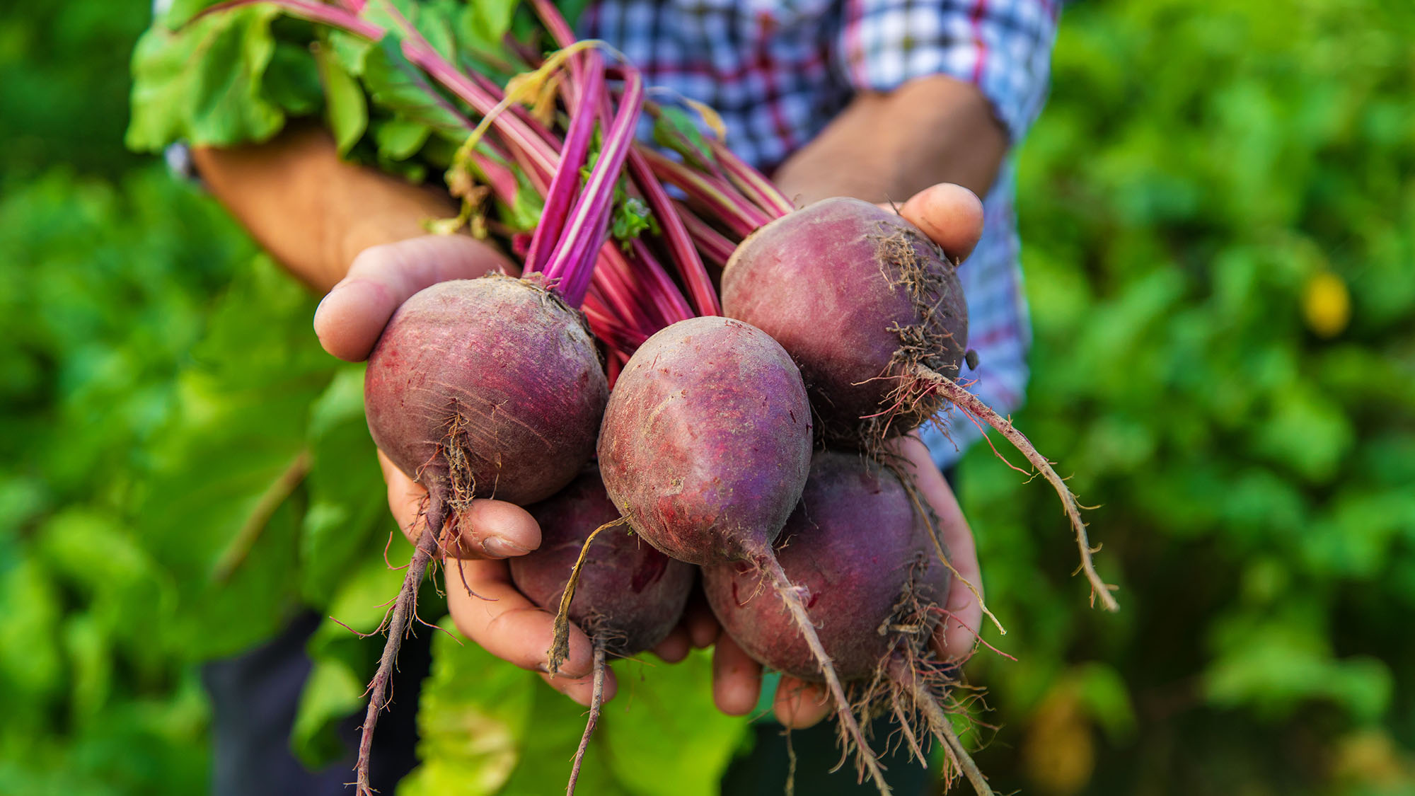 A gardener holds a freshly harvested crop of beets in his hands while in the garden