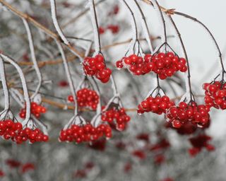 Rowan tree with berries in winter