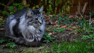 A Norwegian forest cat relaxes outside in the shade