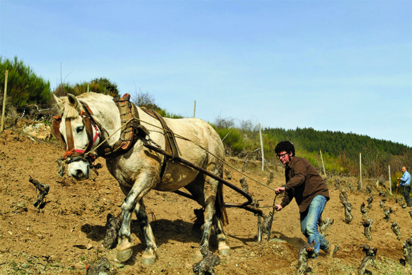 Ricardo-Perez-ploughing-by-horse-in-the-La-Faraona-vineyard-in-Corullon-Bierzo.jpg