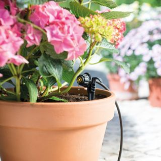 Hozelock Dripper watering plant in pot on patio with pink flowers