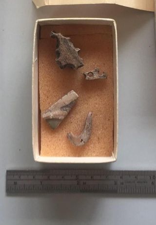 Artifacts from the latest dig at Moturua Island include fragments of fish hooks made from moa bone and a shell "tab" from which shapes have been cut using a fine stone drill.
