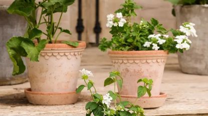 Items from the magnolia summer home collection: terracotta pots