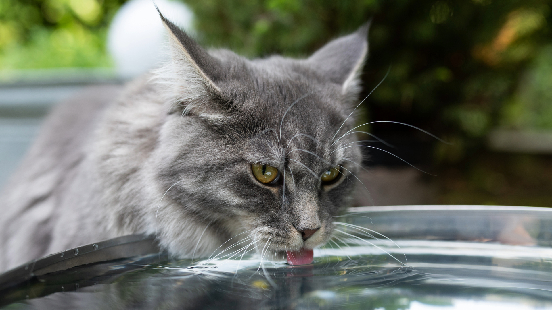 Grey cat drinking water outside