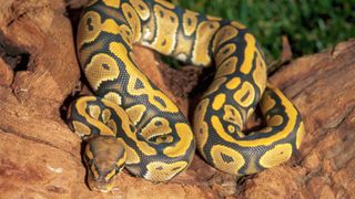 Ball Python