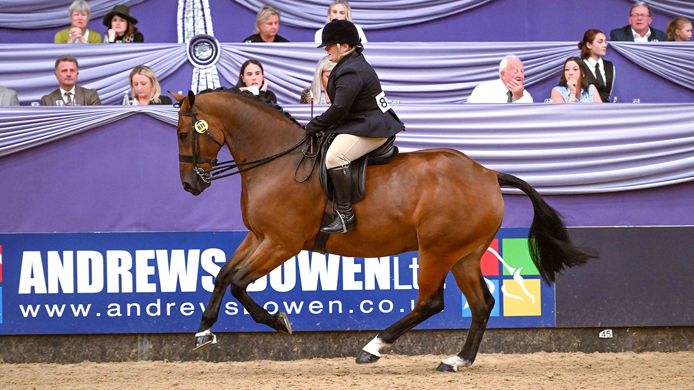 HorseNo871_HOYS_PN24_172310