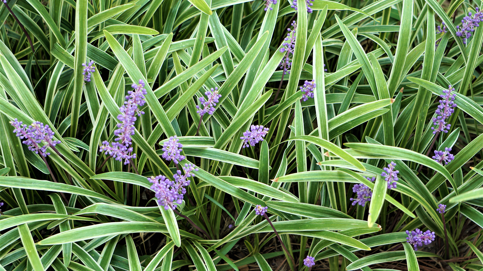 Liriope muscari or lily turf flower