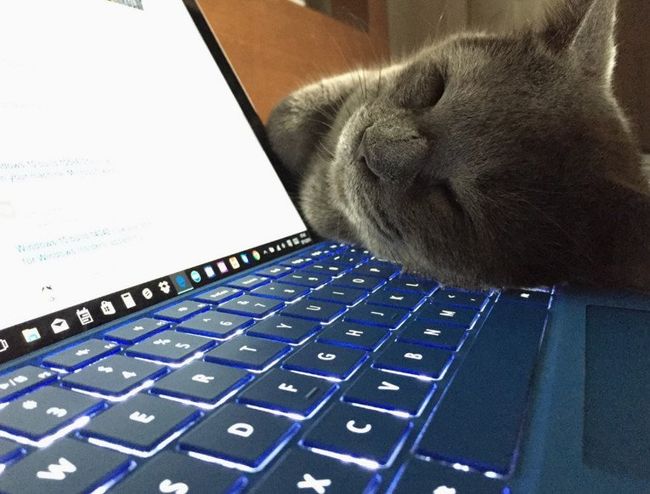 It's Friday! Here's a bunch of cute animals with Surface PCs | Windows ...