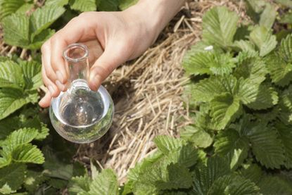 Hand Holding A Glass Flask Of Water Over Plants