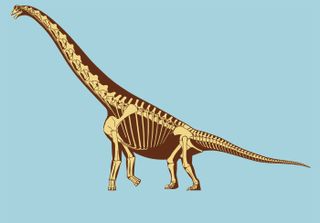 Brachiosaurus Skeletal Reconstruction
