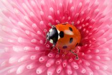 ladybird