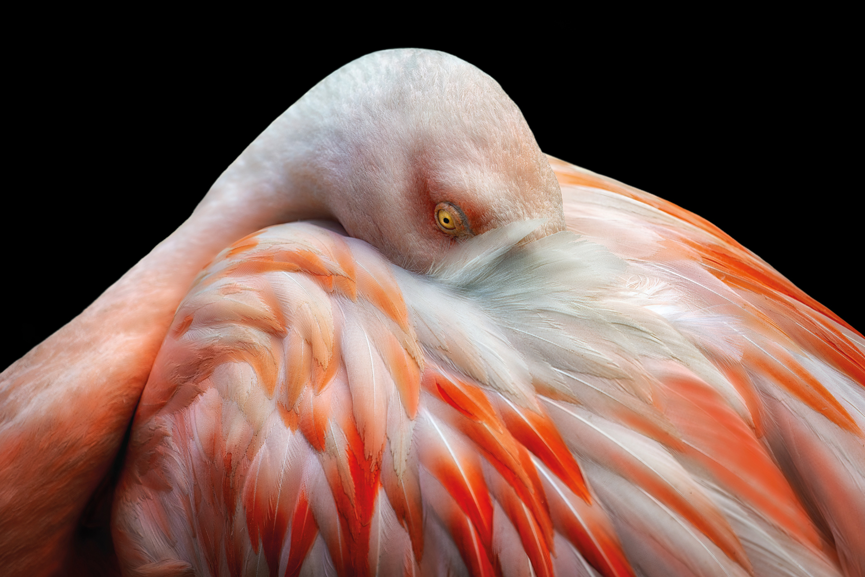 A close-up of a flamingo resting its head on its vibrant orange and white feathers against a black background
