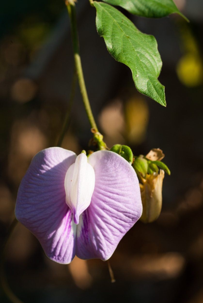 butterfly pea