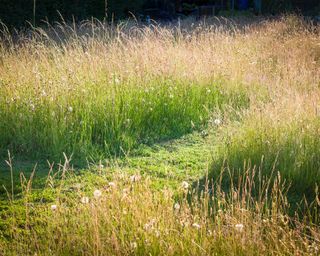 wild meadow with a mowed path