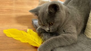 Teddy playing with a feather