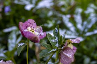 A close up of a purple hellebore growing in a garden border with snow settled on the petals