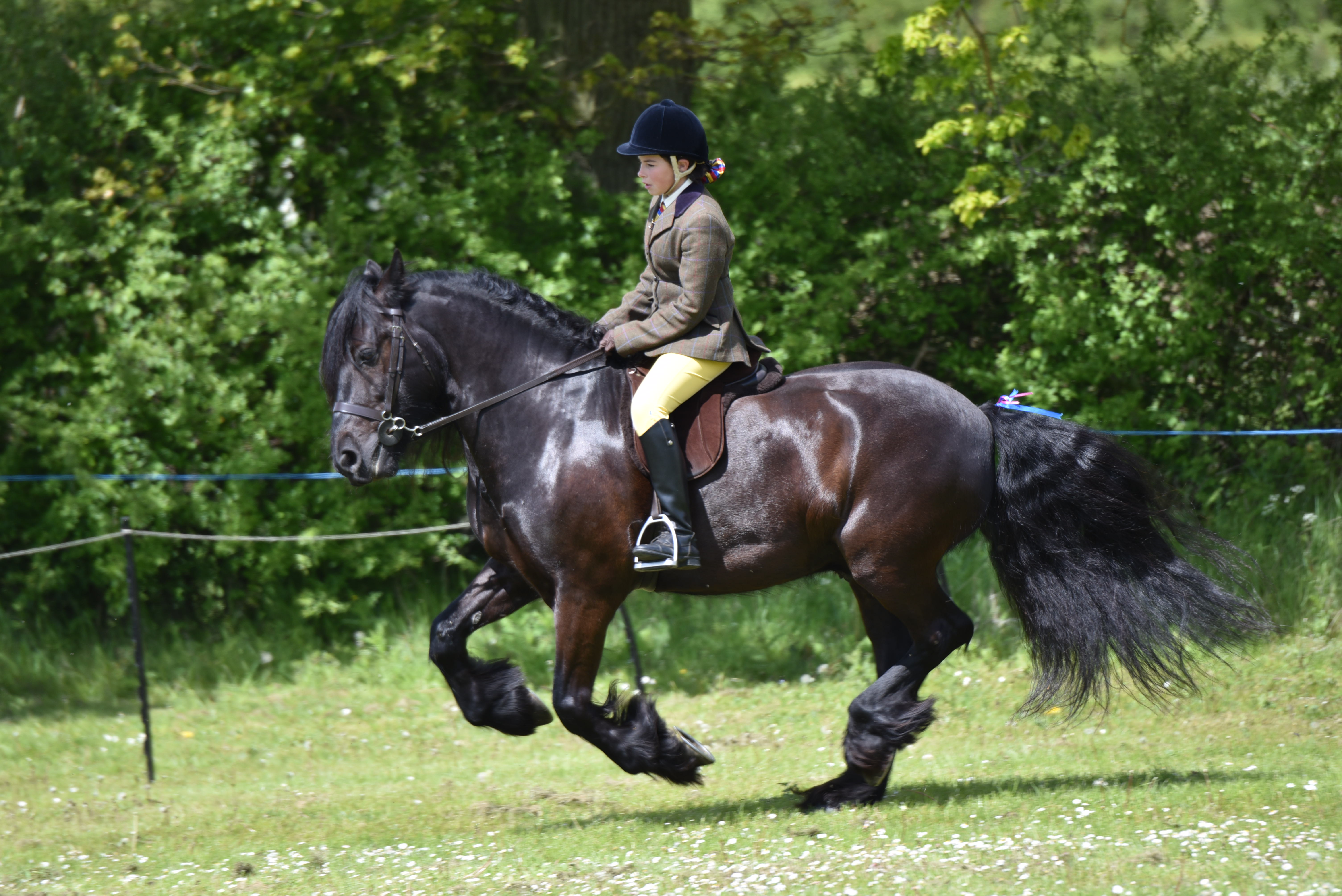 Redwings Show 2019 1