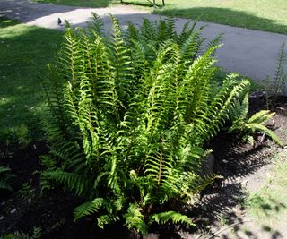 Japanese Holly Fern planted in a flower bed under a tree