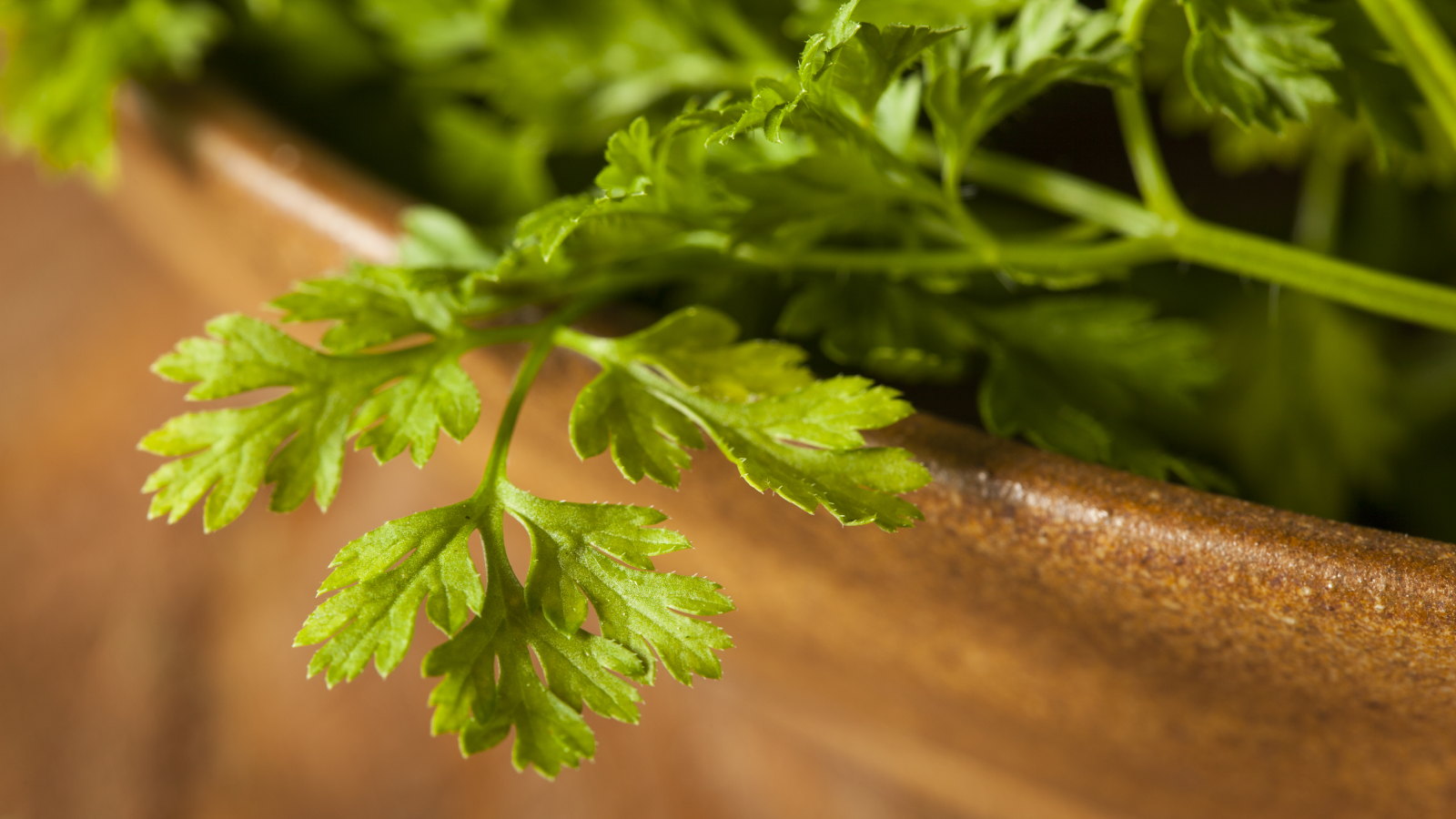 Chervil stems and leaves in a container on a wooden table