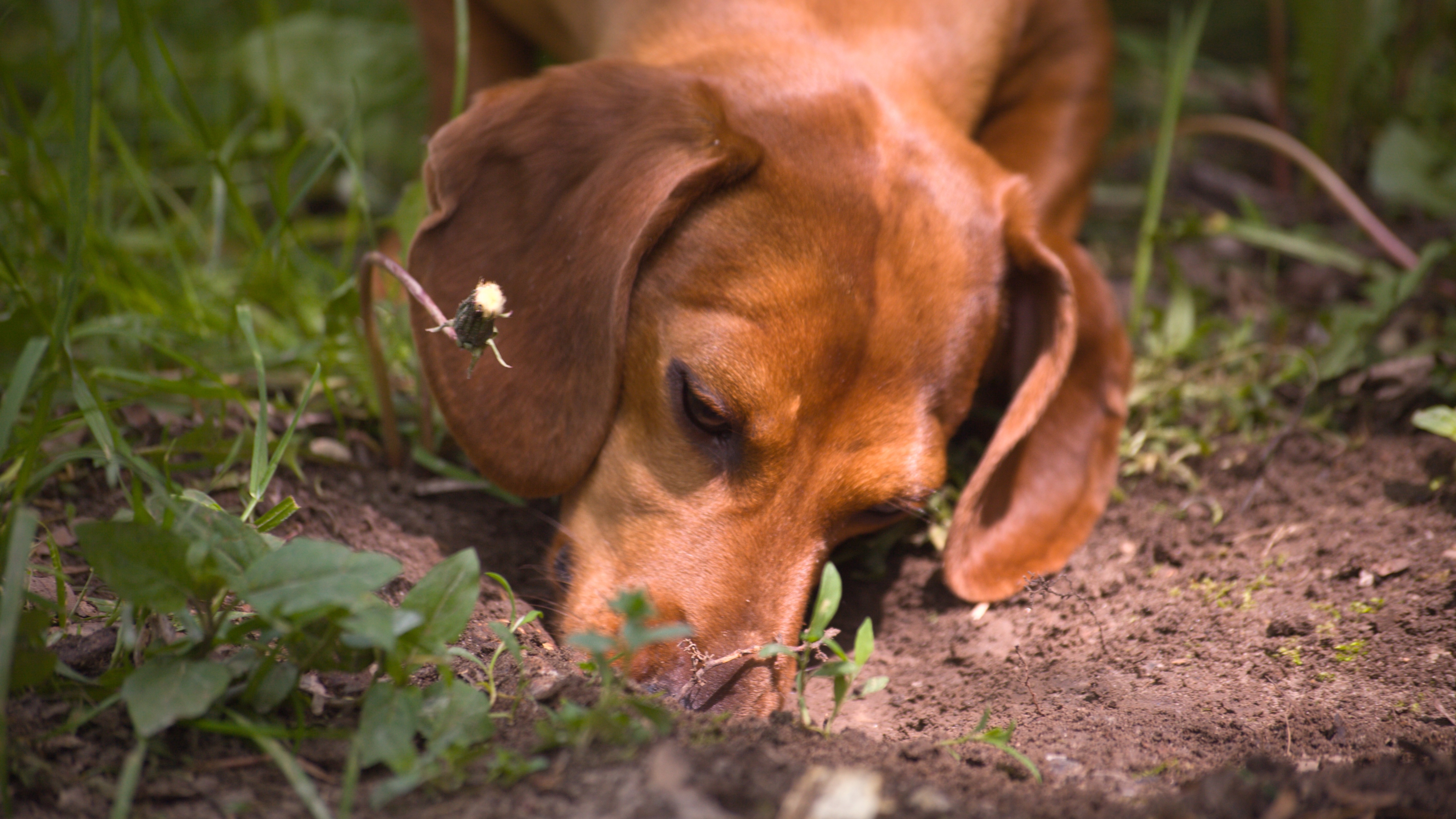 Dachshund